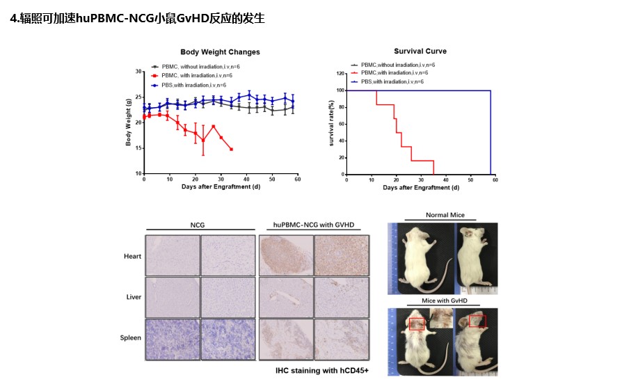 在hupbmc尾静脉移植ncg小鼠之前辐照处理ncg小鼠.
