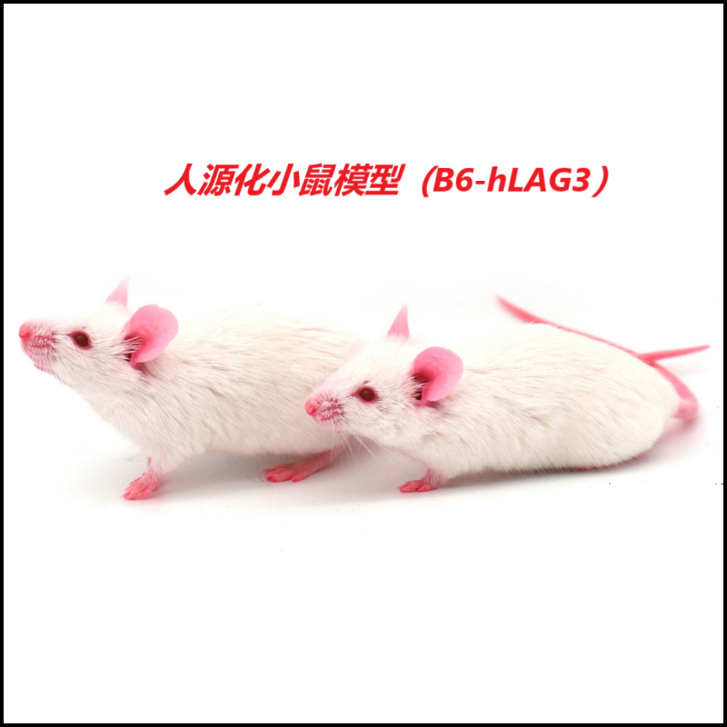 人源化小鼠模型（B6-hLAG3）