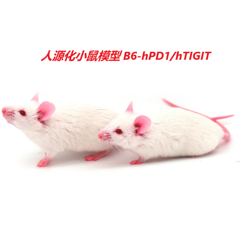人源化小鼠模型（B6-hPD1/hTIGIT）