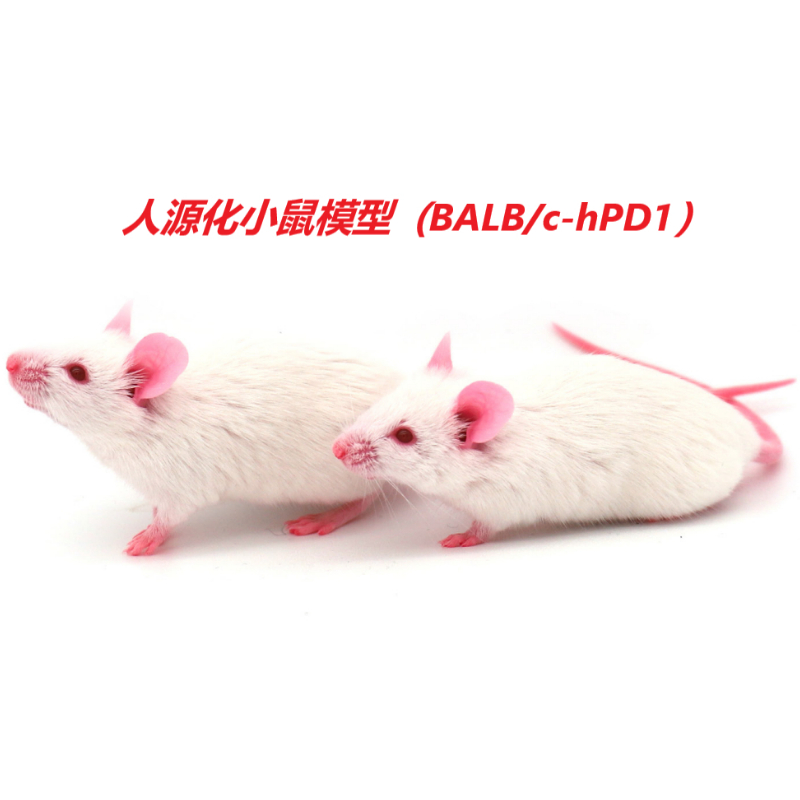 人源化小鼠模型（BALB/c-hPD1）